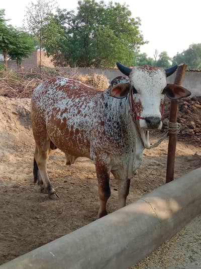  VIP Sahiwal Bail 2 Dant – Heavy Qurbani Bull | Ghar Ka Pala Hua