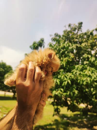 kitten