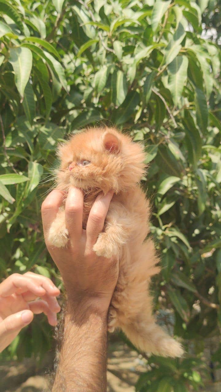 kitten 1