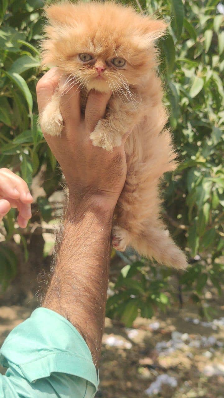 kitten 2