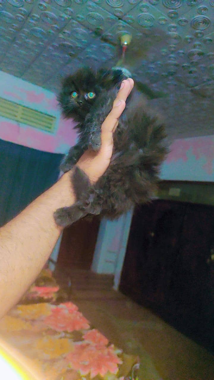 kitten 3