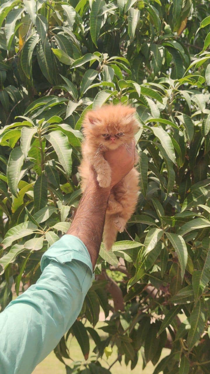kitten 5