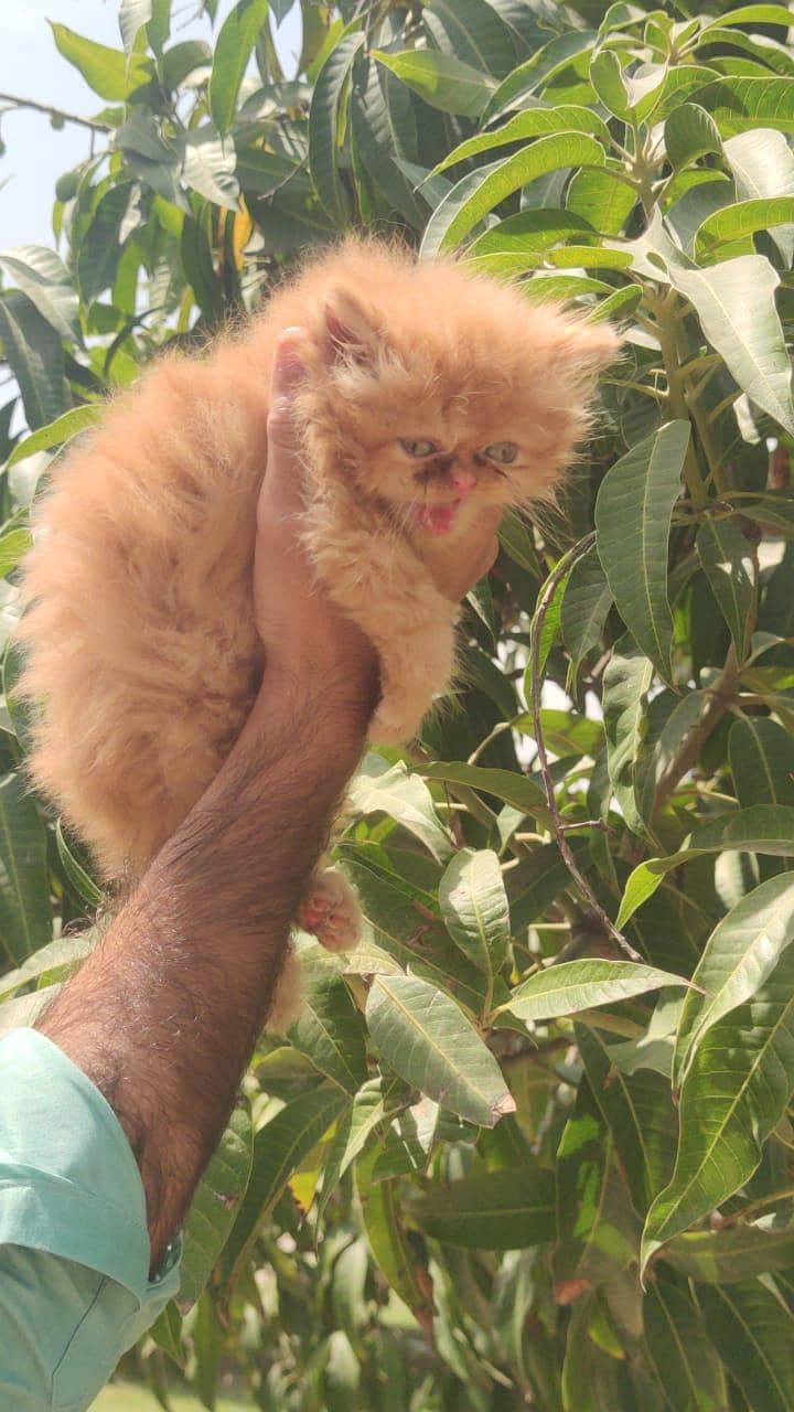 kitten 6