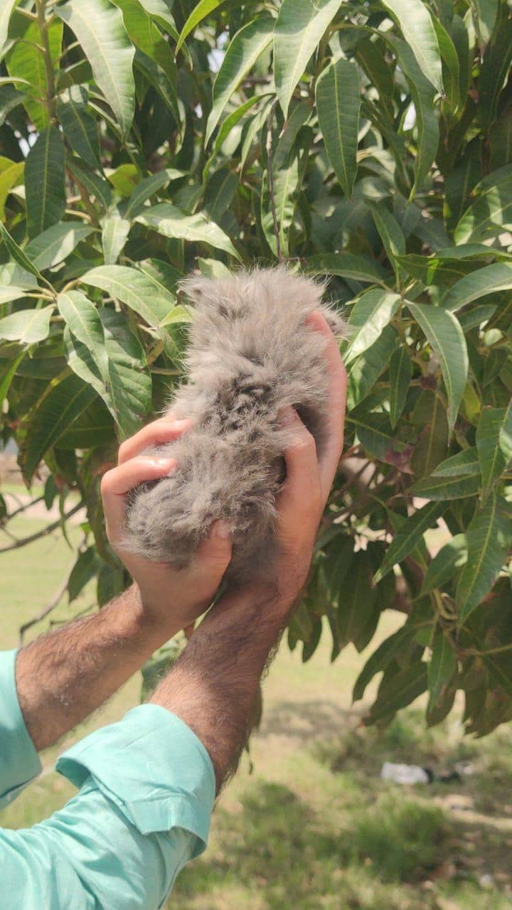 kitten 7