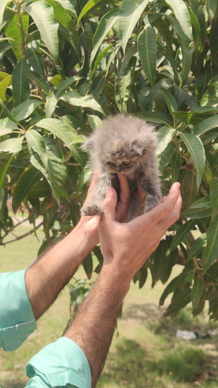 kitten 8