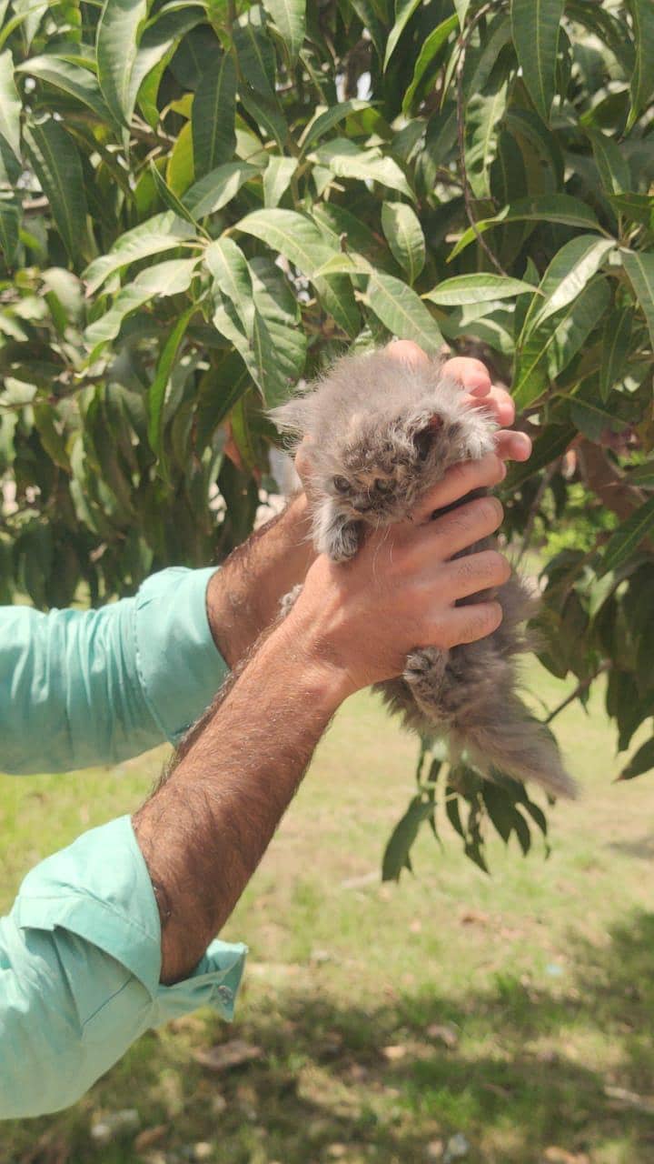 kitten 9