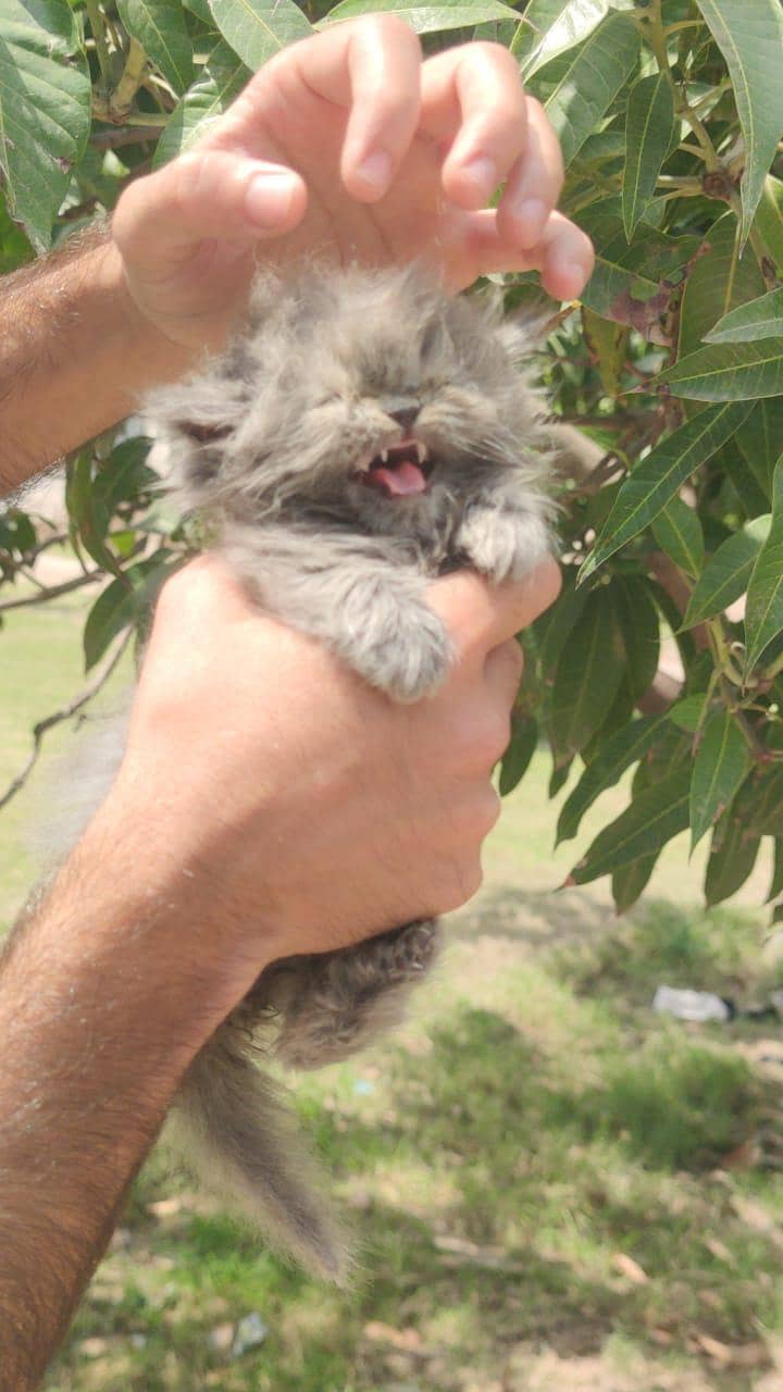kitten 10