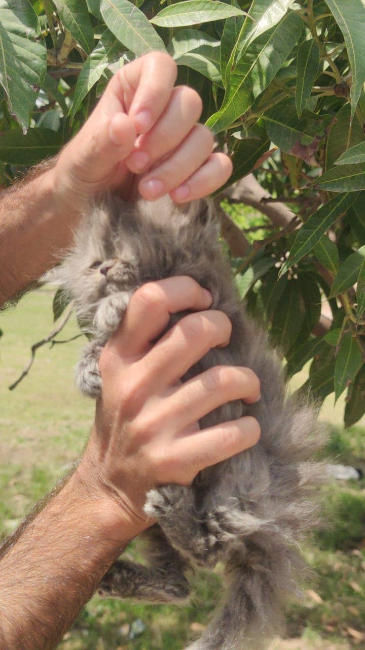 kitten 11
