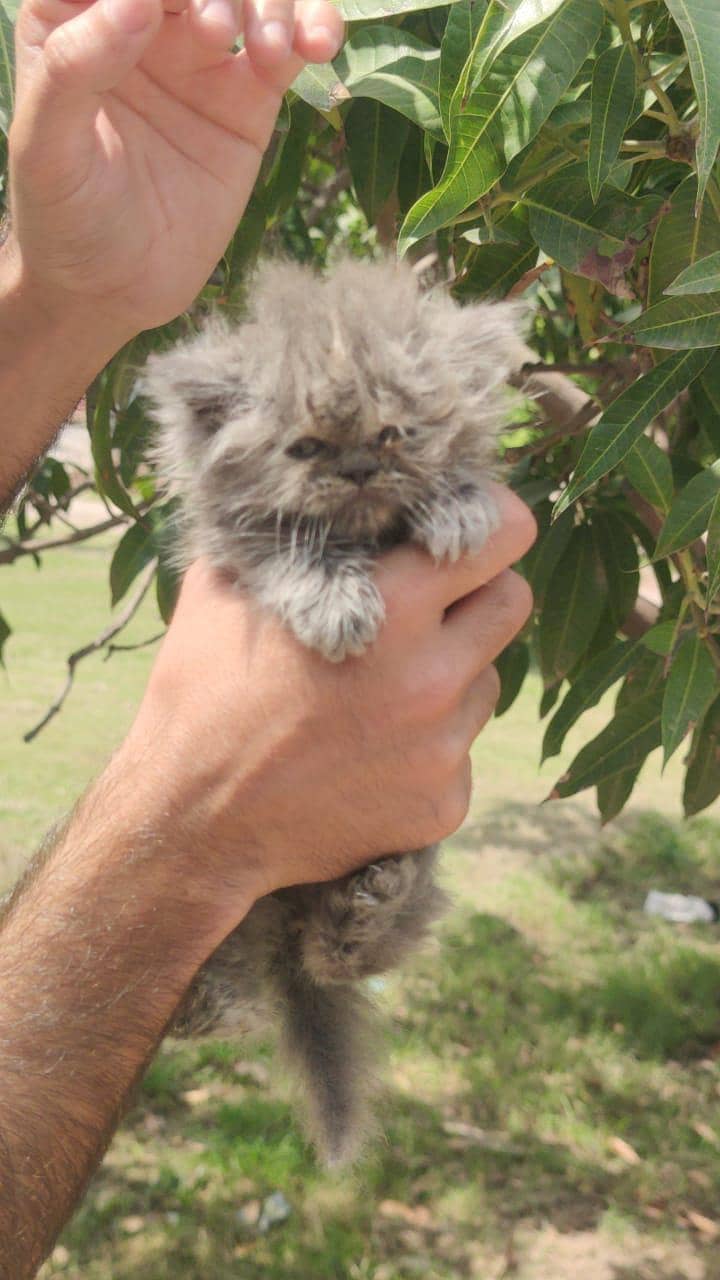 kitten 12