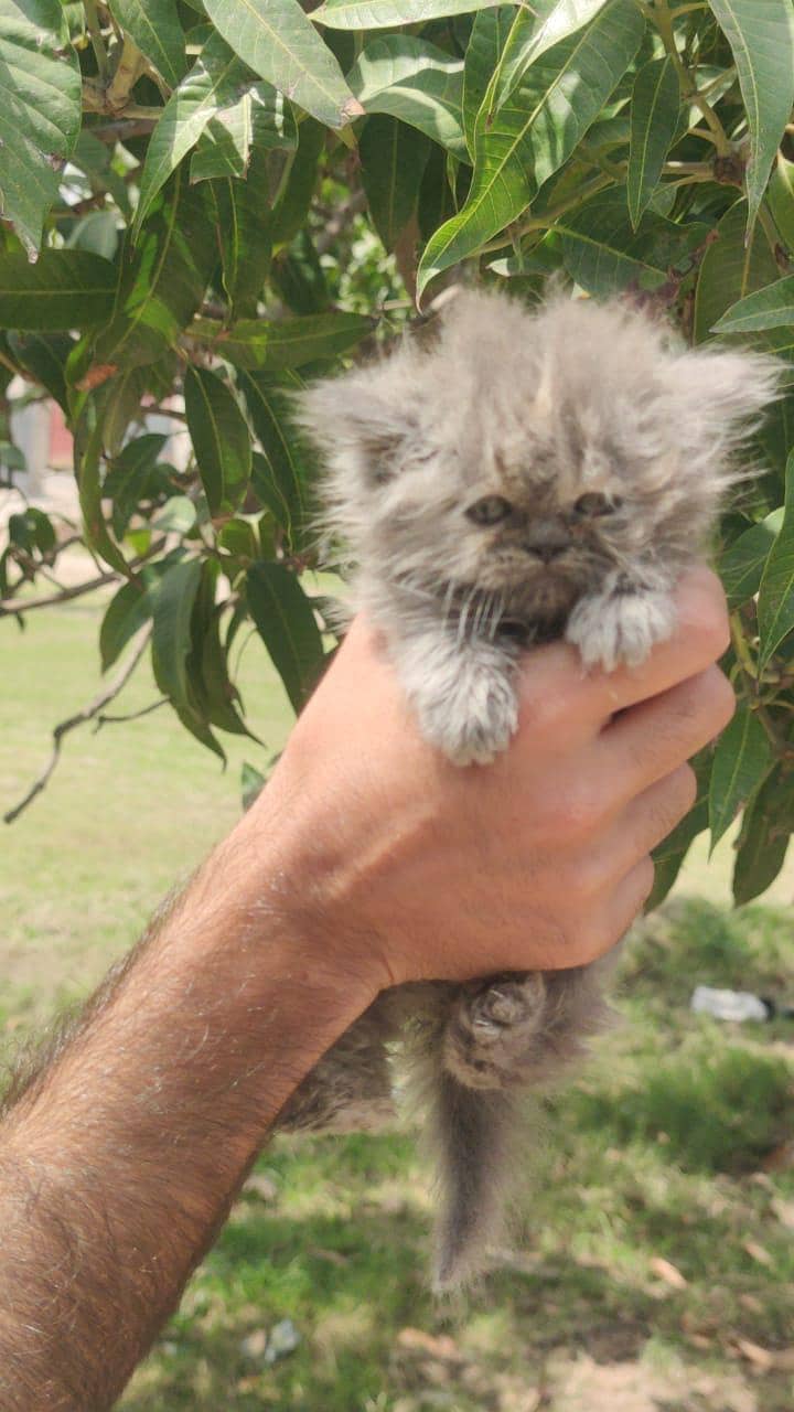 kitten 13