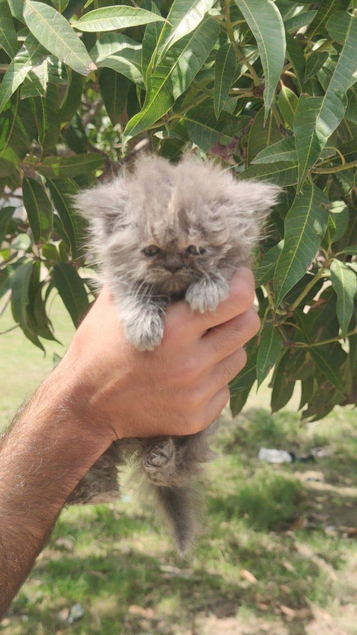 kitten 14