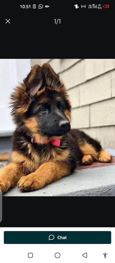 German Shepherd puppy for sale