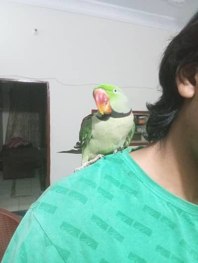 raw parrot hand tame talk breader pair available male+female