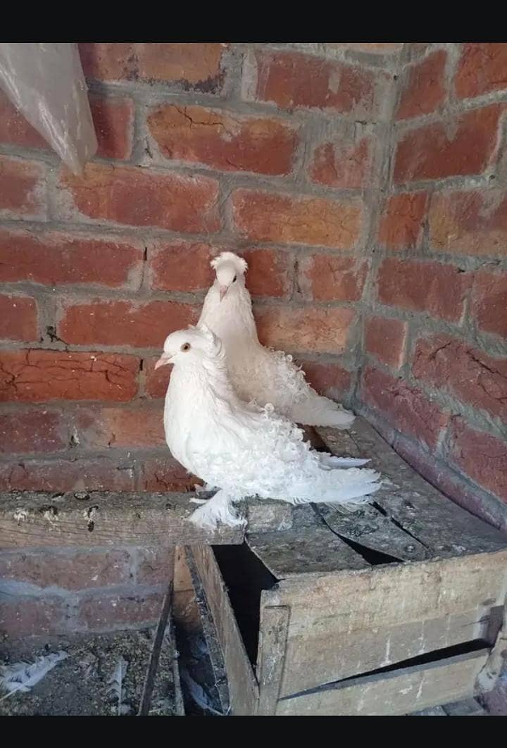 pigeon 0