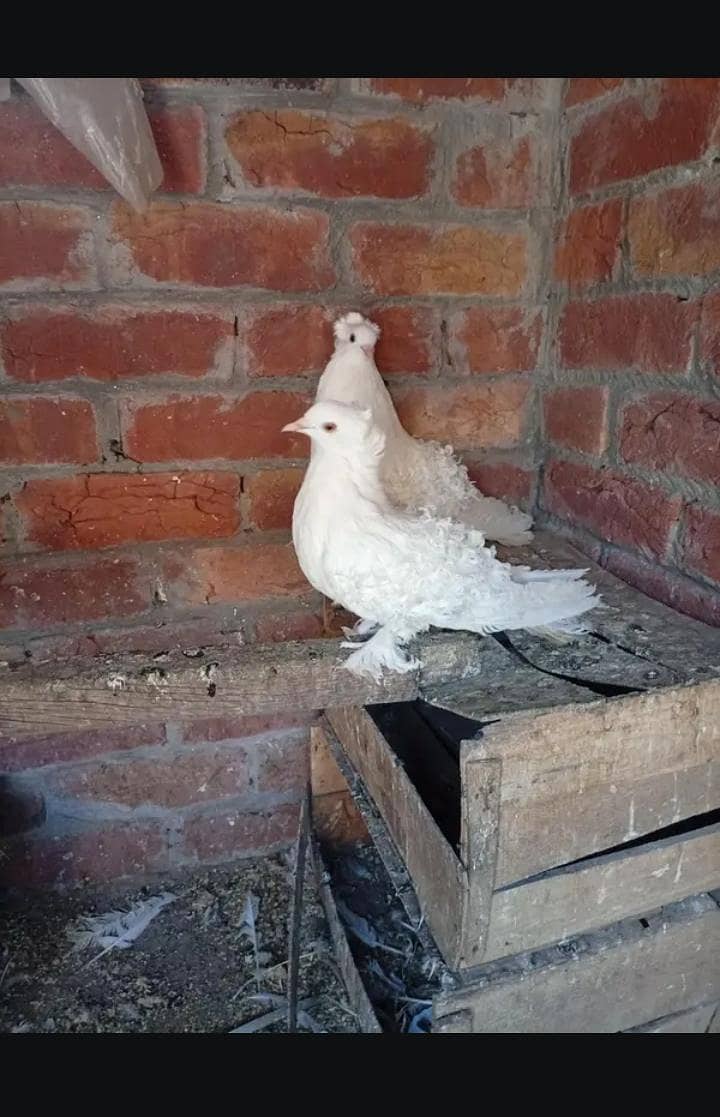 pigeon 1