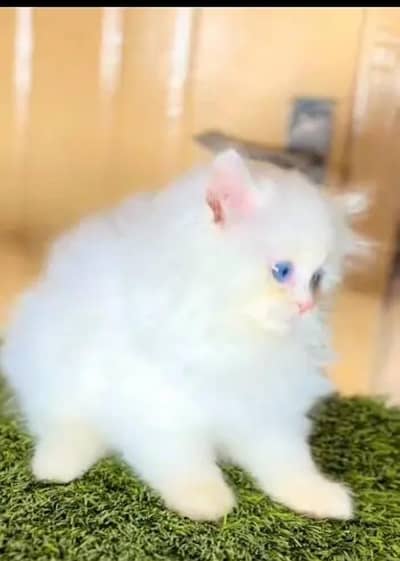 Persian female kitten for sale all Pakistan delivery available