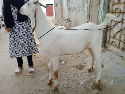 Bakray 2 dant for Qurbani