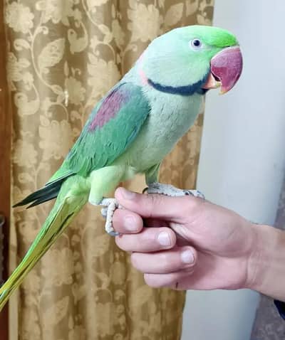 kashmiri raw parrot for sale hand taim voice train vaccine mukammal