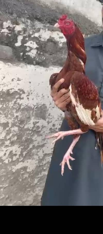 Peela aseel jora