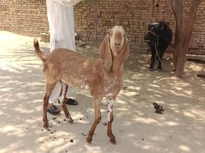 Qurbani waly Bakery For Sale