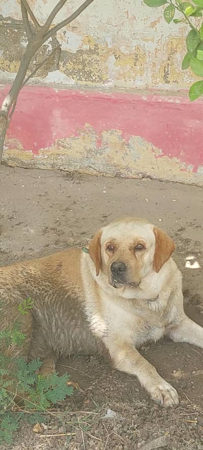 labrador punch face