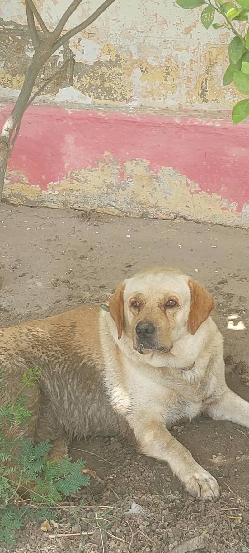labrador punch face 0