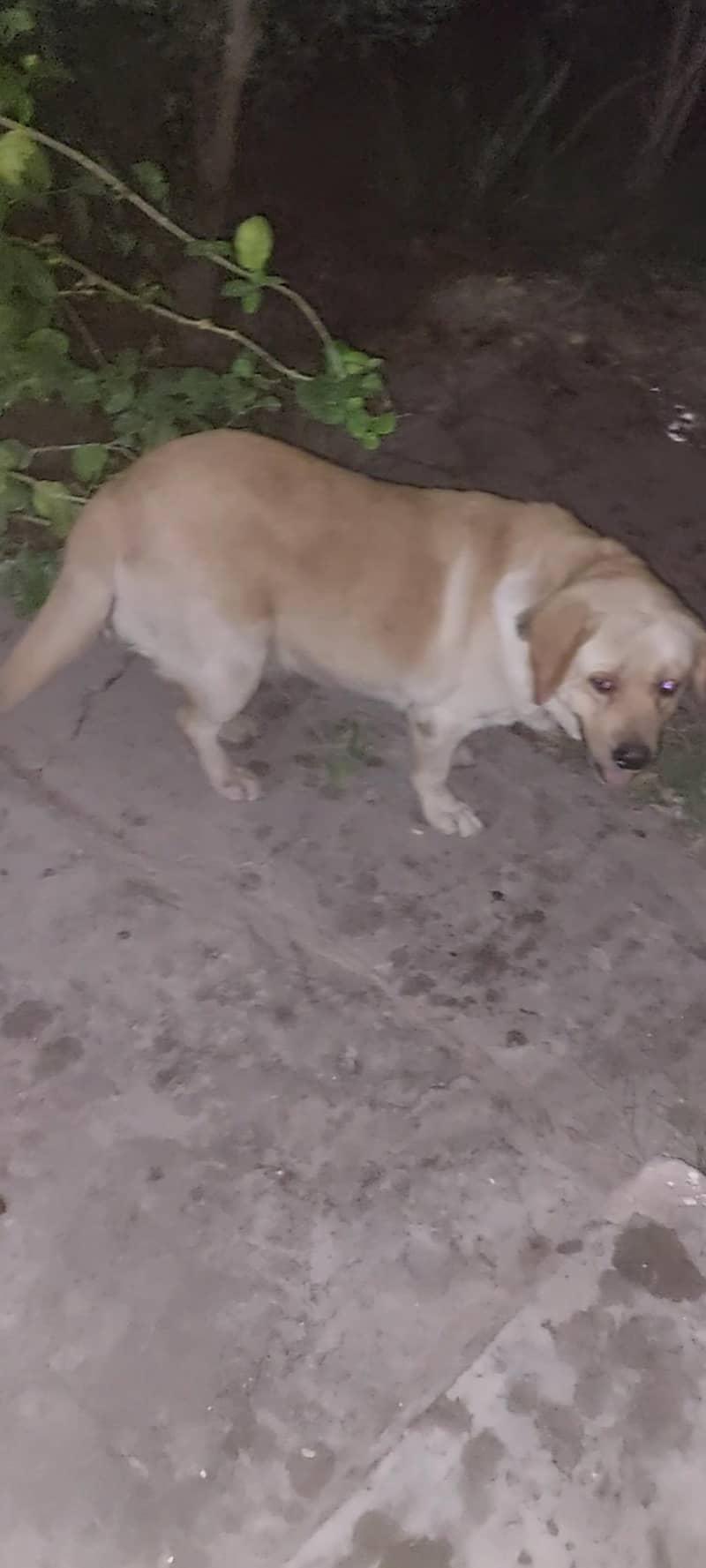 labrador punch face 1