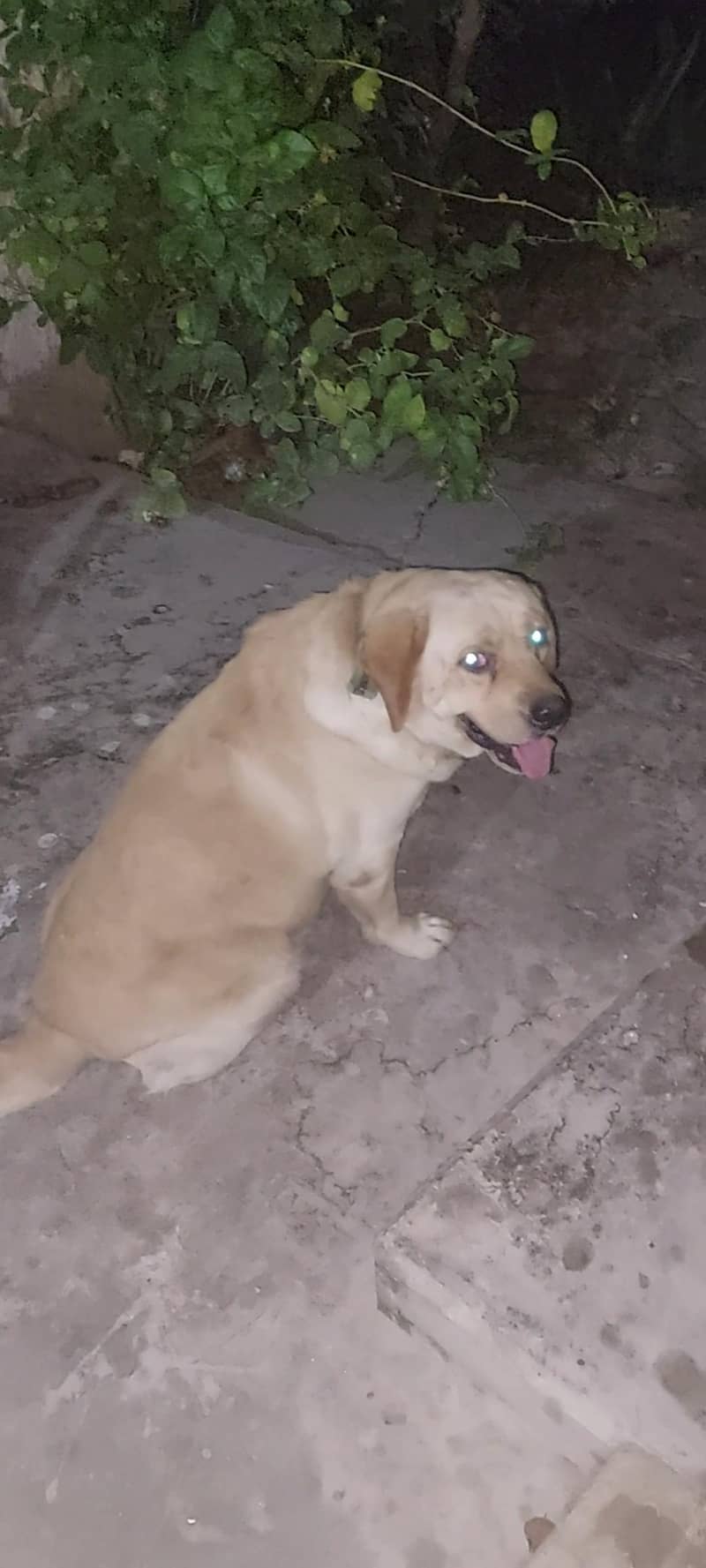 labrador punch face 2