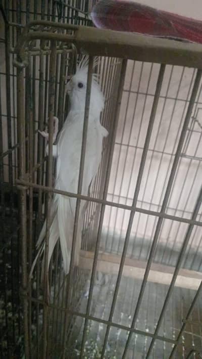 Ino white cocktail Breader Female