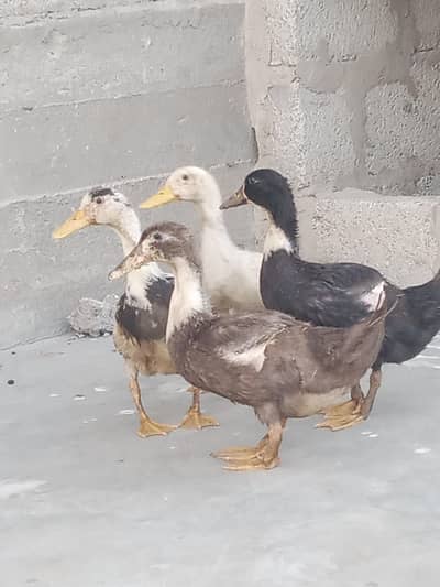 1 male 3 female