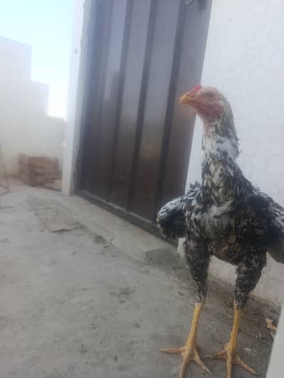 assel male home breed for sale