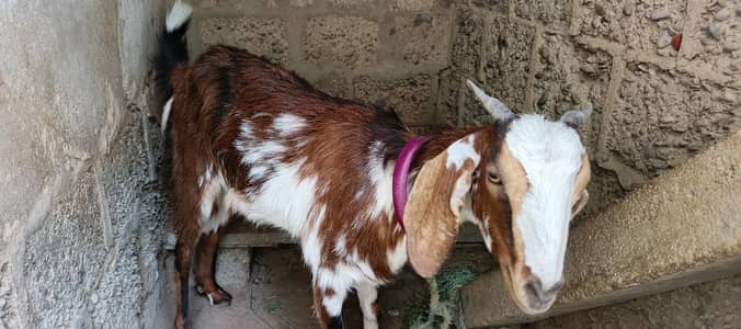 female goat