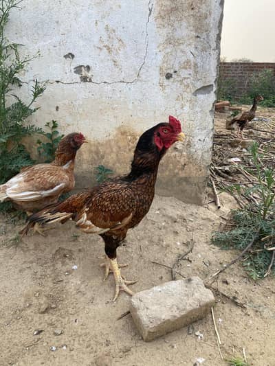 mianwali aseel bachy
