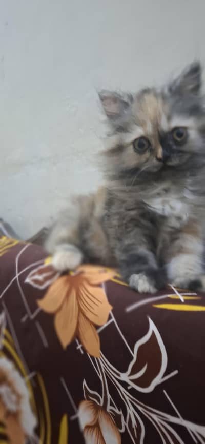Persian kitten