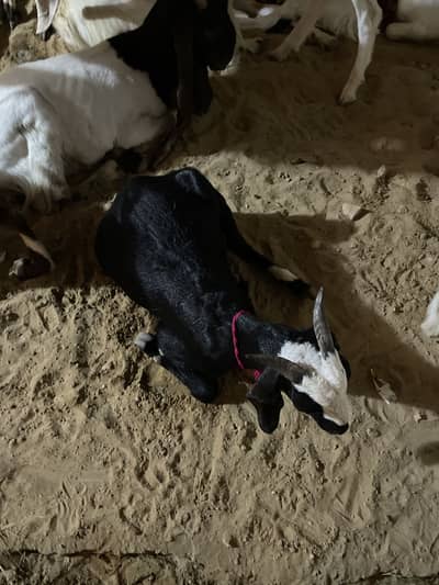 All types of goats in reasonable price