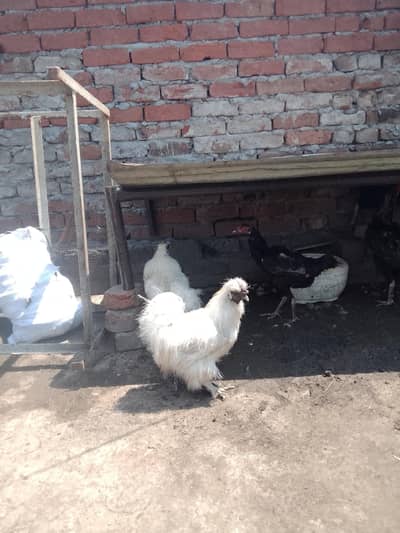 top quality bird