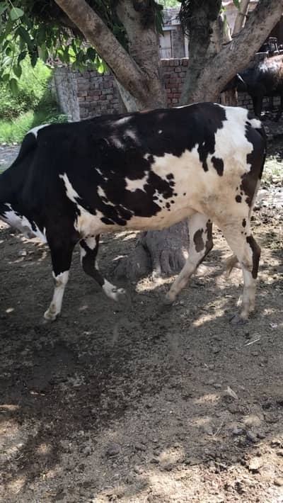 Qurbani ka Janwar| bull| cow| Qurbani| bachri|vehri|2026,