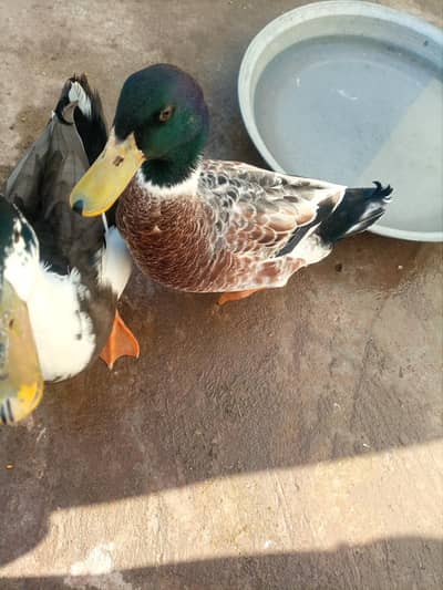 2 Healthy Male Ducks