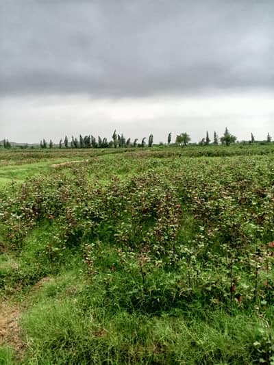 Nadran bypass  Hamdard University near hub dam main road hub river  Nahar ka Pani  Sabji kapas gandum   cattle farm poultry farm  200 feat boring  Main road  Hamdard University se 3 kilometer aage  From 7 agriculture land