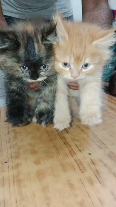 Health kittens