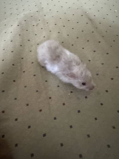 Serian long hair hamster