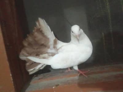 English fantail/lakay kabootar