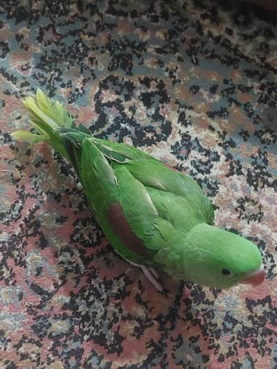 raw parrot chick available on hand feeding read details