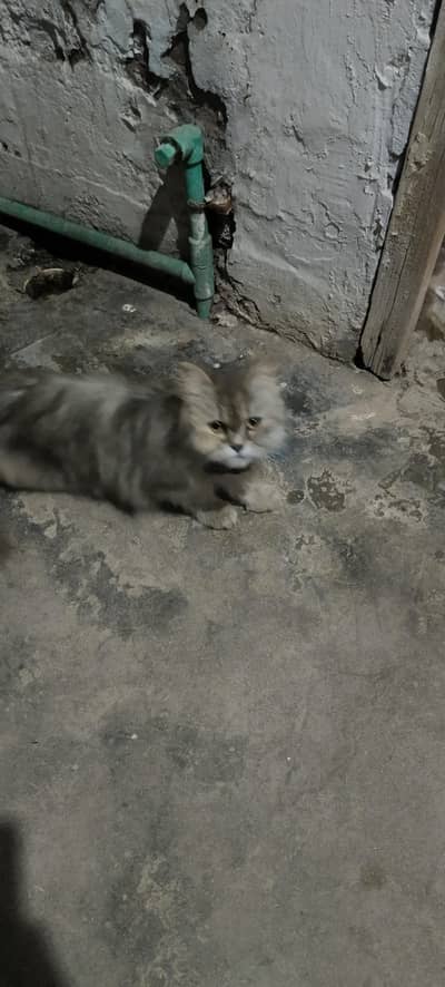 Cat For sale axhi nasall ke ha