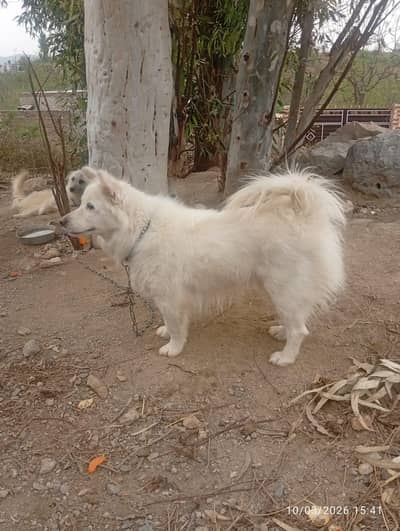 russian dog
