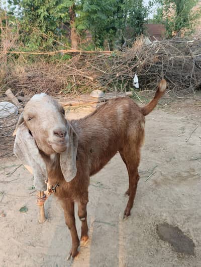 Male goat 