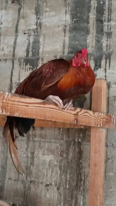 fix demand Tall Desi Murga with strong feather fix price