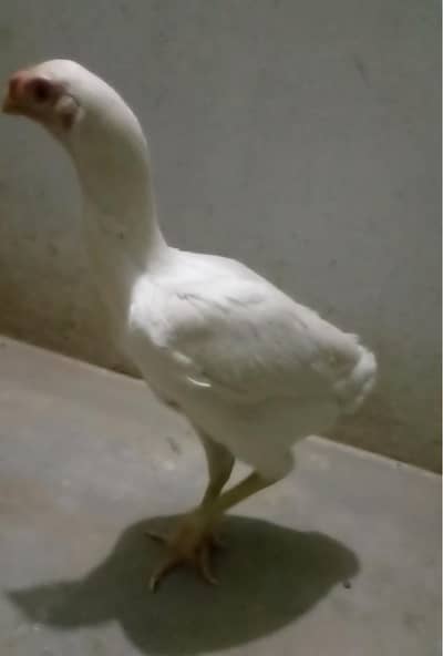 Indian parot beak females 2 pcs