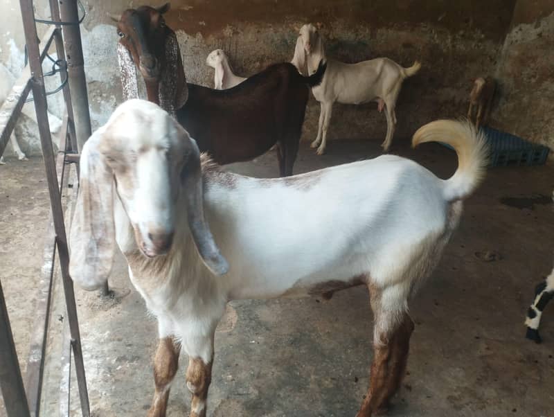 Bakra For sell 0
