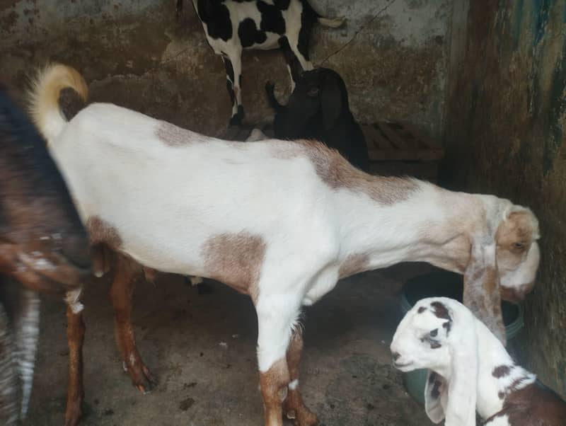 Bakra For sell 1